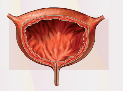 Cystitis signs
